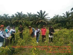 Kades Peleru Panen Cabe Perdana di Kebun PKK