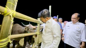 Surplus Hewan Kurban di Sulsel, Mentan SYL Siapkan 3,2 juta ekor Sapi Seluruh Indonesia