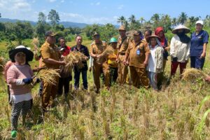 Petani Banggai Butuh Sistem Pengairan Sawah