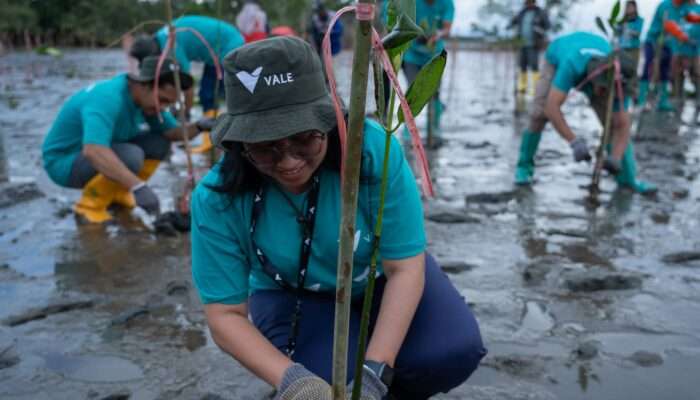 PT Vale IGP Pomalaa Tanam Ribuan Bibit Bakau