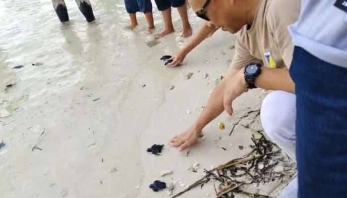 Komunitas Lentora Selamatkan Penyu dari Kepunahan