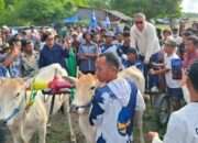 Lestarikan Olahraga Rakyat, Ahmad Ali Buka Lomba Karapan Sapi