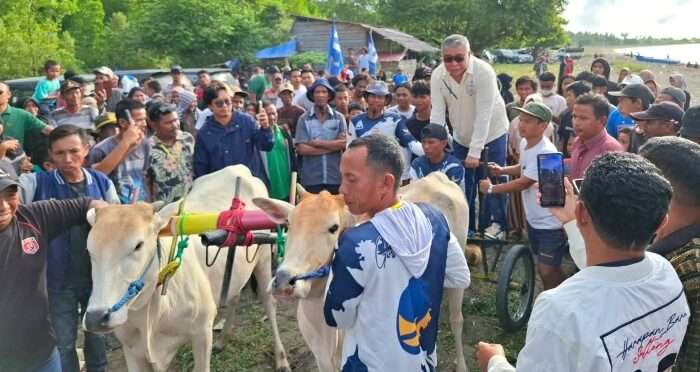 Lestarikan Olahraga Rakyat, Ahmad Ali Buka Lomba Karapan Sapi
