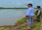 Puluhan Hektar Sawah di Bunta dan Tompira Terancam Puso