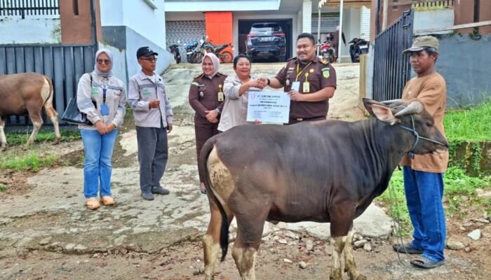 PT COR Group Salurkan 12 Sapi Kurban Sambut Iduladha 1447 Hijriah