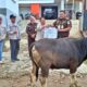 PT COR Group Salurkan 12 Sapi Kurban Sambut Iduladha 1447 Hijriah